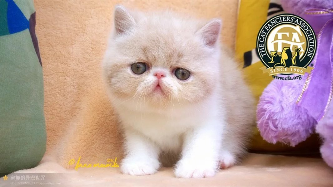 血统异国短毛猫 凯米尔色加白  乳白粉红色弟弟 CFA血统小公猫 宠物/宠物食品及用品 猫咪 原图主图