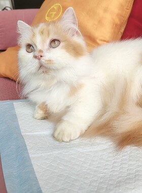 拿破仑长毛短腿纯曼基康宠物猫 家养健康小公猫