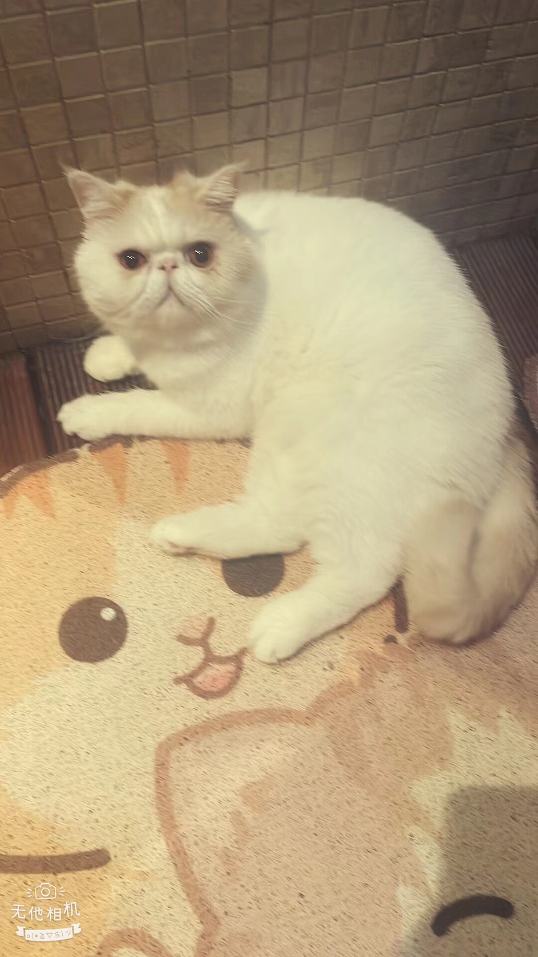 异国短猫加菲猫红白乳白橘色小猫个人家养纯种猫_虎窝淘