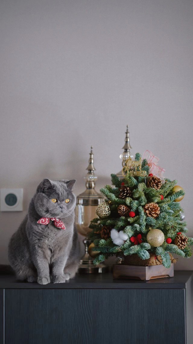 cfa赛级双血统纯种宠物猫  英短蓝猫 家养大脸卡通猫