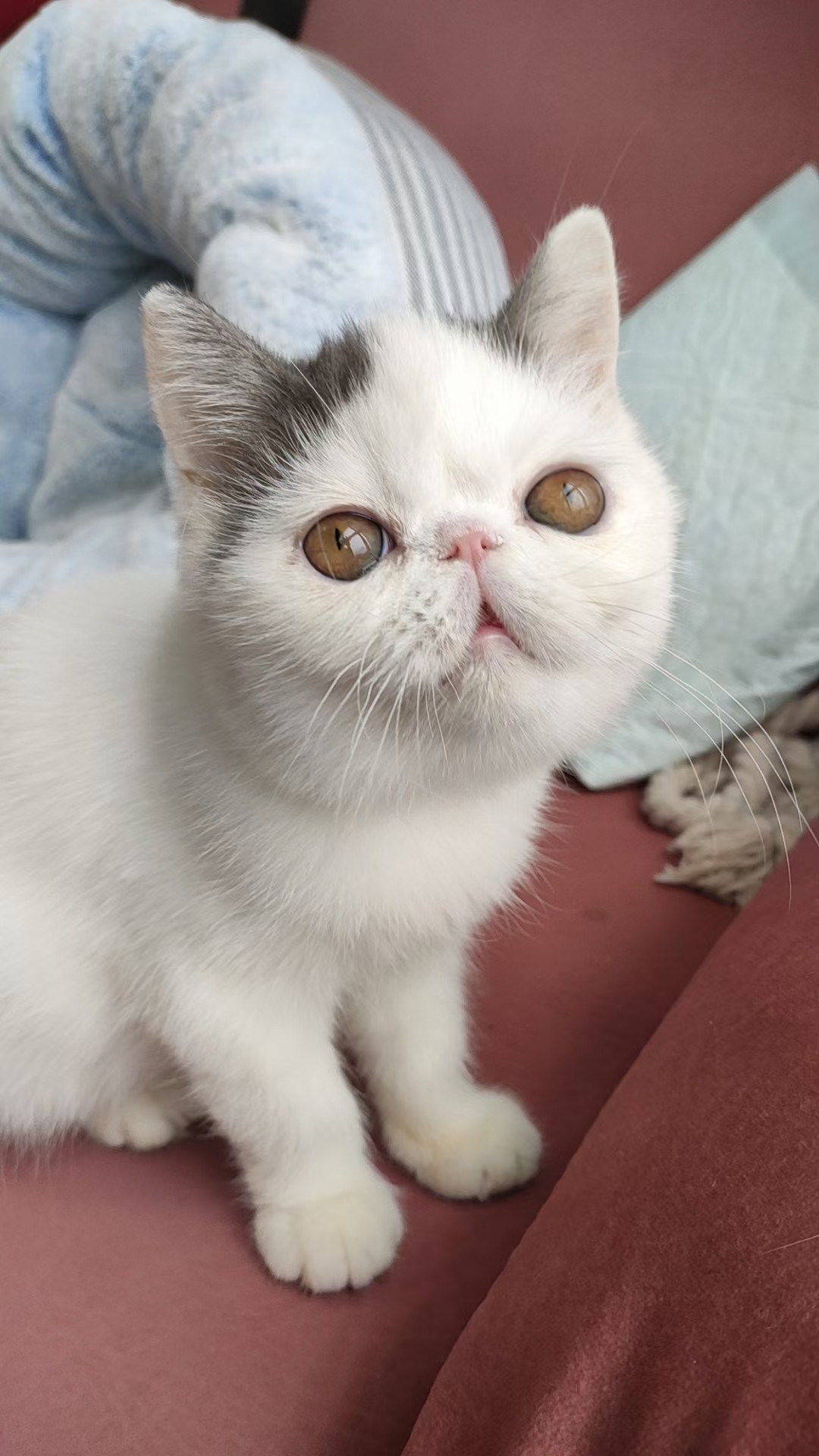 蓝白梵文色加菲公猫  cfa 血统异国短猫毛 家养纯种宠物猫