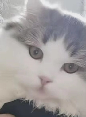 精品拿破仑小短腿猫 大脑袋甜美家养矮子猫 曼奇金长毛宠物猫