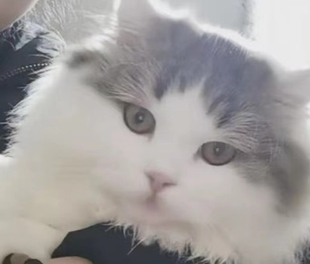 大脑袋甜美家养矮子猫 精品拿破仑小短腿猫 曼奇金长毛宠物猫