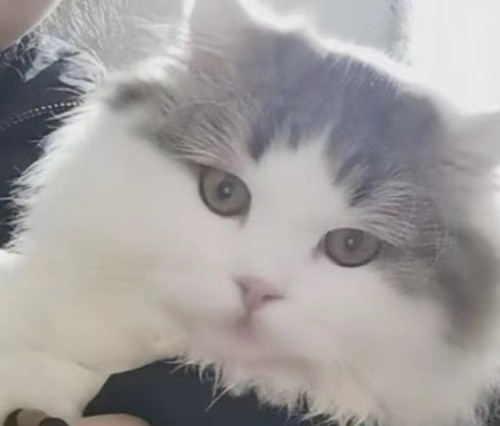 精品拿破仑小短腿猫 大脑袋甜美家养矮子猫 曼奇金长毛宠物猫