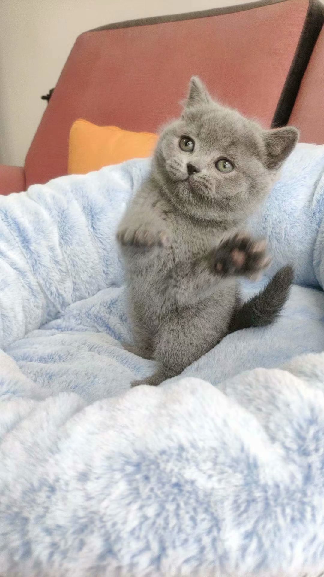 活泼机灵的英短蓝猫妹妹母猫 纯种的血统英国短猫毛 蓝猫适合家养