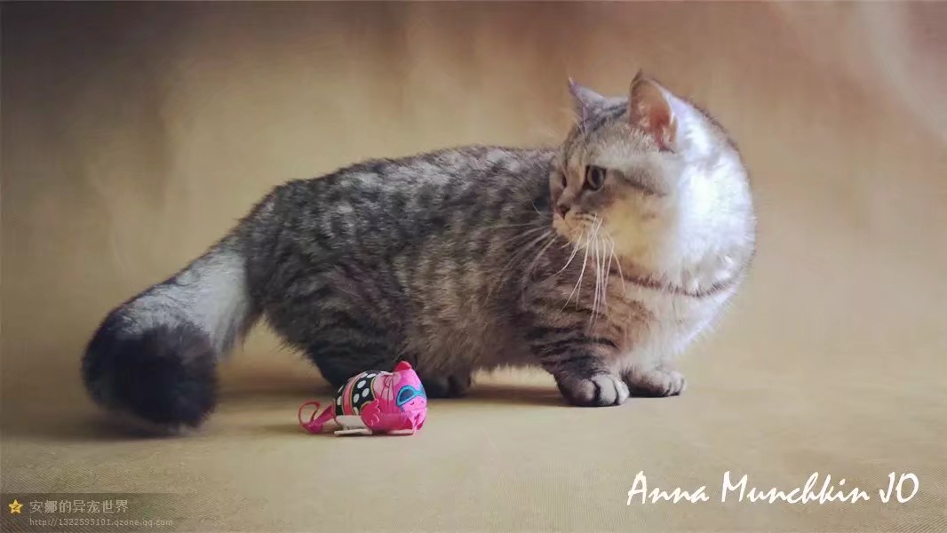 全色虎斑曼基康小短腿猫 纯种大脸家养矮子猫 大爪爪大脑袋宠物猫