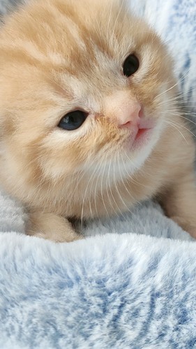 全红虎斑 大橘胖公猫 金渐层家养宠物猫 驱虫，疫苗保健康