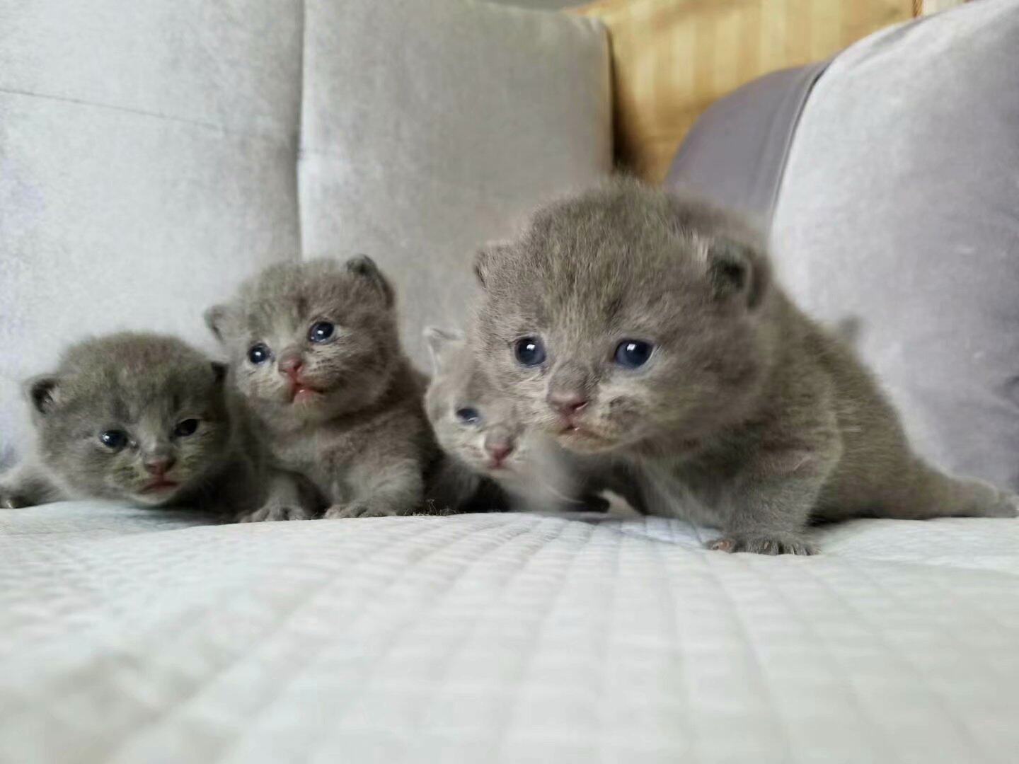 四川成都个人家养纯种宠物猫 全蓝灰色短毛猫 活体名贵蓝猫可空运