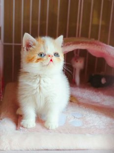 血统纯种加菲活体猫咪出售 CFA异国短毛猫 红色净梵文大脑袋加菲