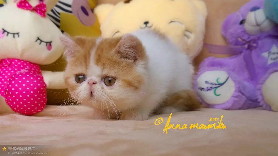 cfa血统猫舍maomiku 安娜 红色净梵文加菲dd 红小胖同款花色预定