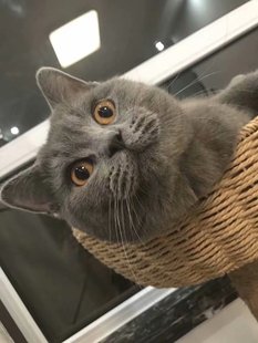 英国短毛猫蓝猫蓝白猫 活体宠物猫 成都知名老牌猫舍可上门可空运