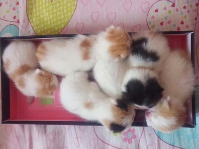 纯种活体出售异国短毛猫