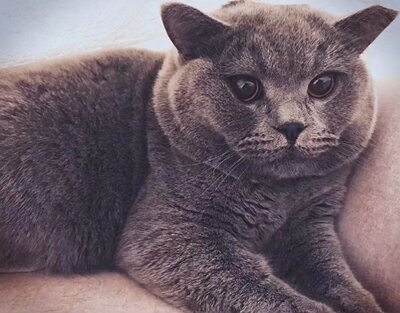 成都猫咪猫舍活体纯正家养蓝猫