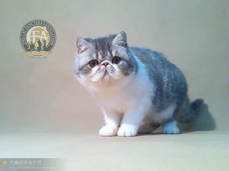 蓝虎斑加白弟弟 cfa注册血统异国短毛猫 加菲猫种公级别粘人宠物