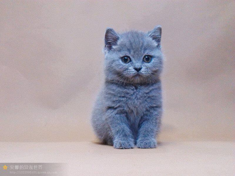 高品质CFA血统英短蓝猫 甜美大眼公母猫都有  全蓝色纯种蓝猫预定