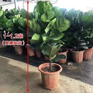 琴叶榕盆栽客厅室内大型绿色植物好养大叶四季橡皮树耐阴小棒棒糖