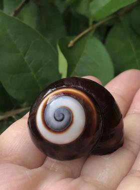 天然海螺贝壳面包螺黑色蜗牛螺水族鱼缸造景寄居蟹替换壳标本螺