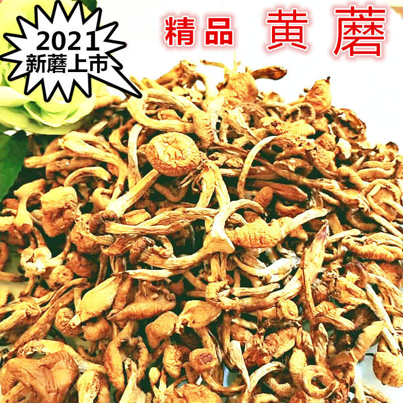 东北黄蘑滑子菇野山菌干货煲汤
