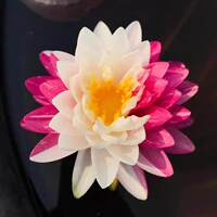 Water lilies with flower buds are dispatched. They can be grown in water all year round. They are large water lily seedlings with root blocks. They are cold-resistant lotus and water lily hydroponic plants thumbnail 2