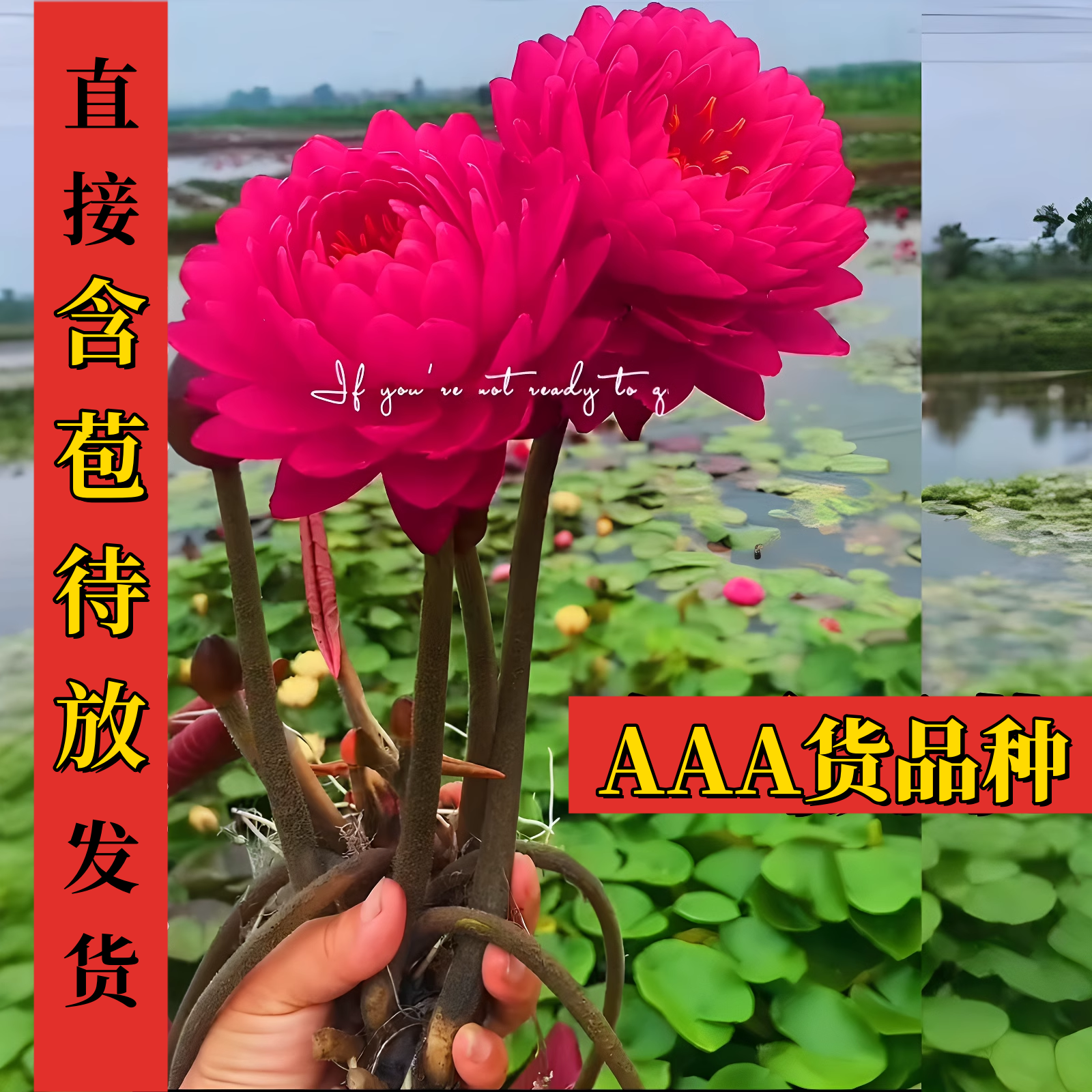 带花苞鸽子血观赏高端四季睡莲苗水缸池塘种植水养花卉盆栽植物