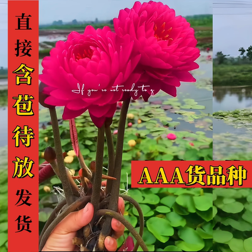 带花苞鸽子血观赏高端四季睡莲苗水缸池塘种植水养花卉盆栽植物