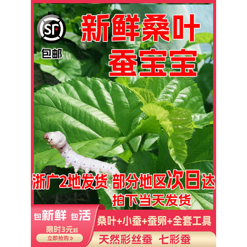 桑叶新鲜嫩现摘蚕吃送金丝蚕宝宝学生养蚕套装大叶桑树叶饲料蚕卵