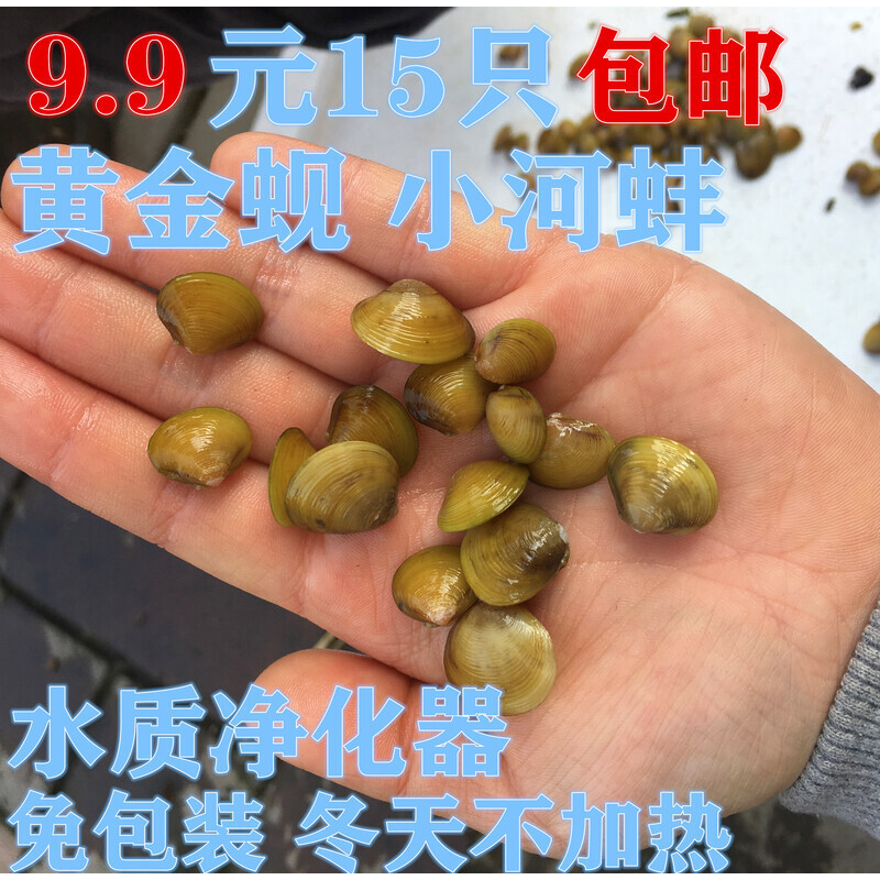 溪蚬迷你小河蚌河蚬贝壳活体淡水冷水野生宠物小型水族除藻观赏螺