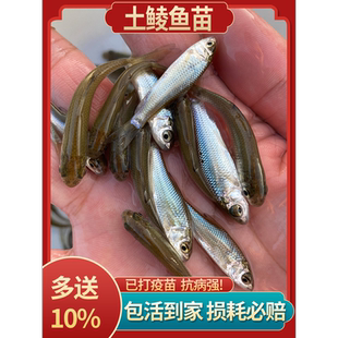 土鲮鱼苗优质鲮鱼苗淡水活体养殖麦鲮鱼泰鲮鱼苗可食用鲮公小鱼苗
