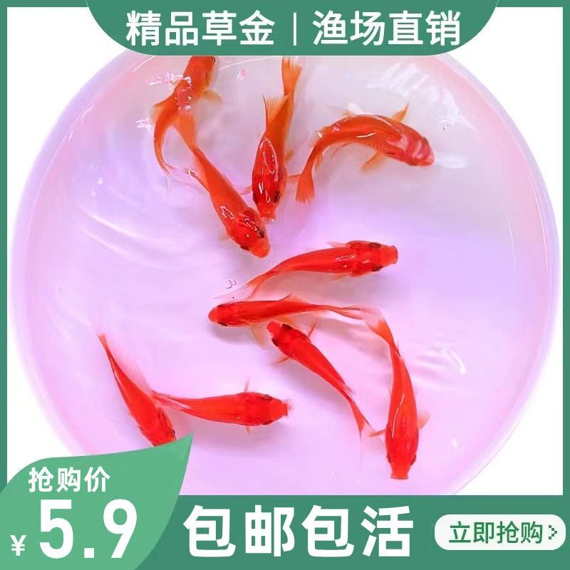 淡冷水中小型观赏红草金饲料鱼食苗狗头雷龙鱼水虎龟活饵耐活好活