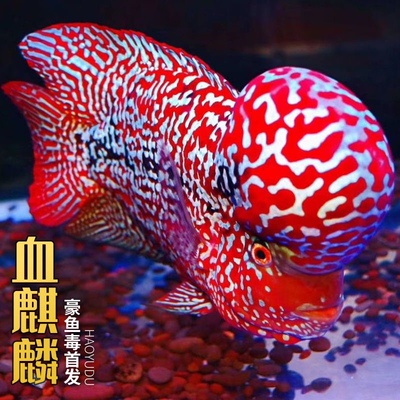 罗汉鱼鱼苗活体起头大苗红马观赏鱼小鱼好养活德萨亚成火凤凰