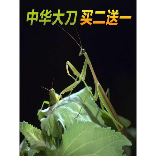 包邮现货中华大刀螳螂活体幼体个性爬宠爬虫宠物活体螳螂另有卵夹
