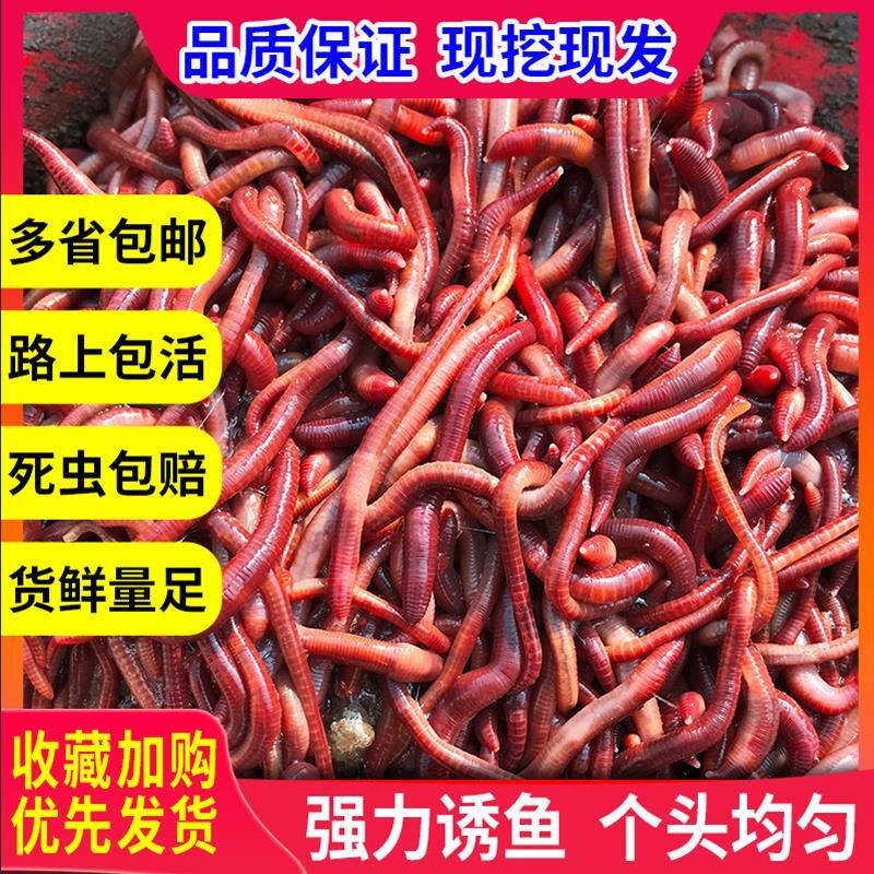 蚯蚓活饵大号包邮散装盒装 红蚯活饵/谷麦饵等饵料