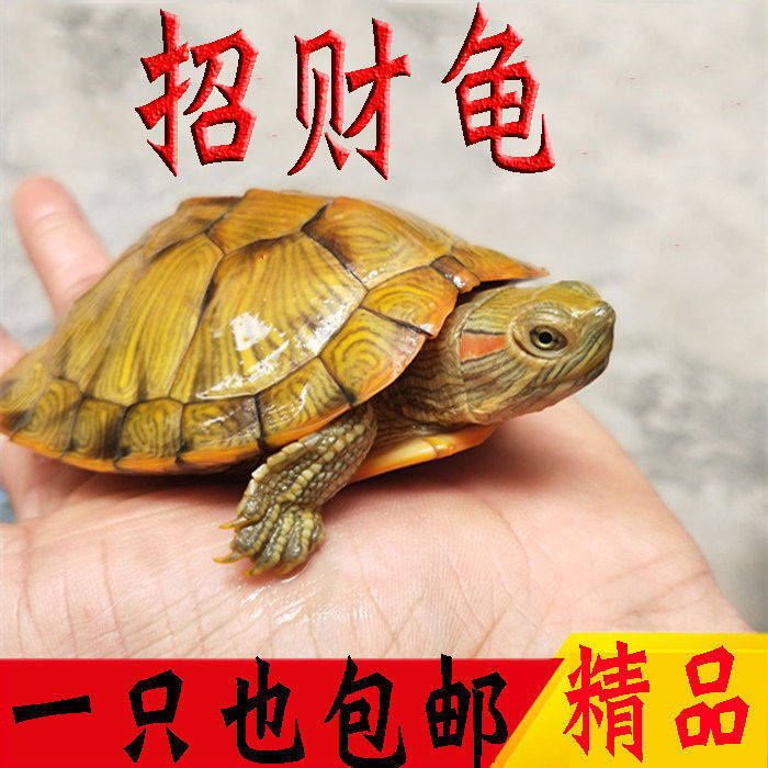 活体乌龟大小宠物巴西黄金龟观赏龟下蛋龟外塘红耳龟活物龟苗