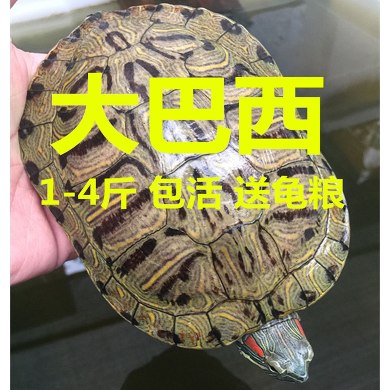 巴西龟活物 大型乌龟 长寿龟宠物龟黄金龟 吃菜萌龟包邮