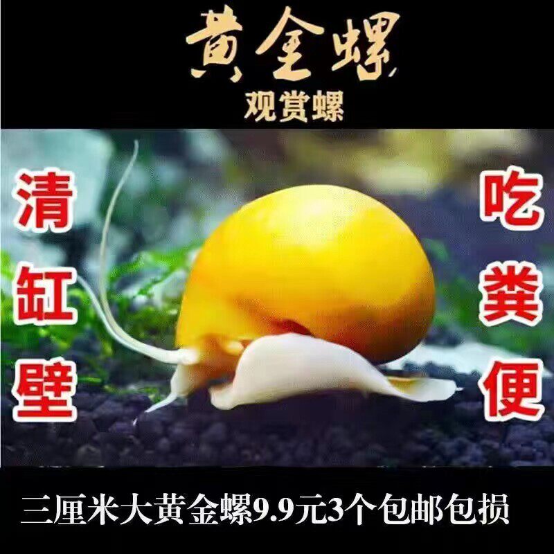 超大号黄金螺观赏螺神秘螺苹果螺饲料螺清理鱼缸吃青苔褐藻工具螺