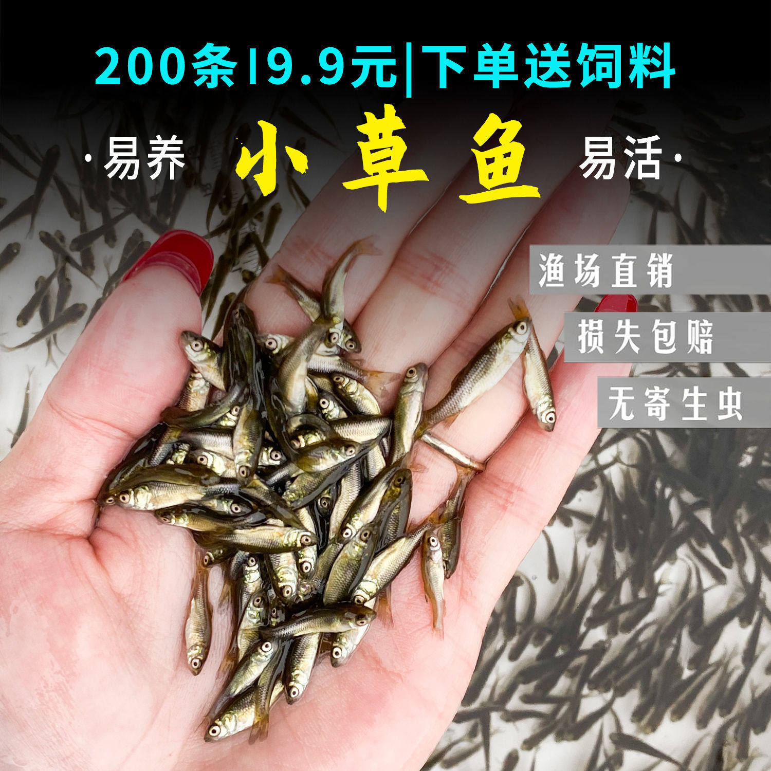优质小草鱼苗淡水养殖鱼苗活体青鱼苗四大家鱼花鲢鱼苗鲫鱼苗包活 - 实物图
