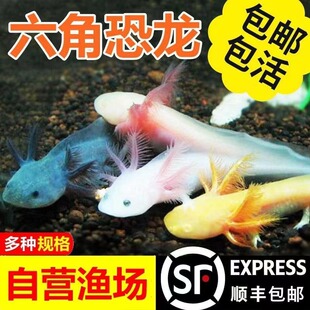 六角恐龙鱼蝾螈小火龙金鱼活体淡水冷水观赏鱼爬行宠物鱼清道夫鱼