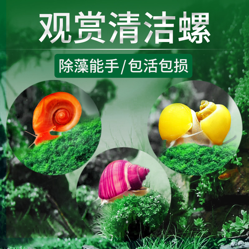 观赏螺淡水苹果螺鱼缸除藻工具吃藻清缸清理小宠物黄金螺大号蜗牛