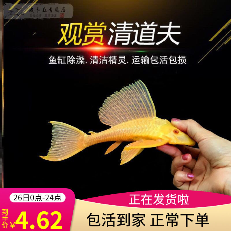 清洁工清道夫鱼大型鱼缸冷水观赏红眼女王大帆鱼胡子黄金工具除藻