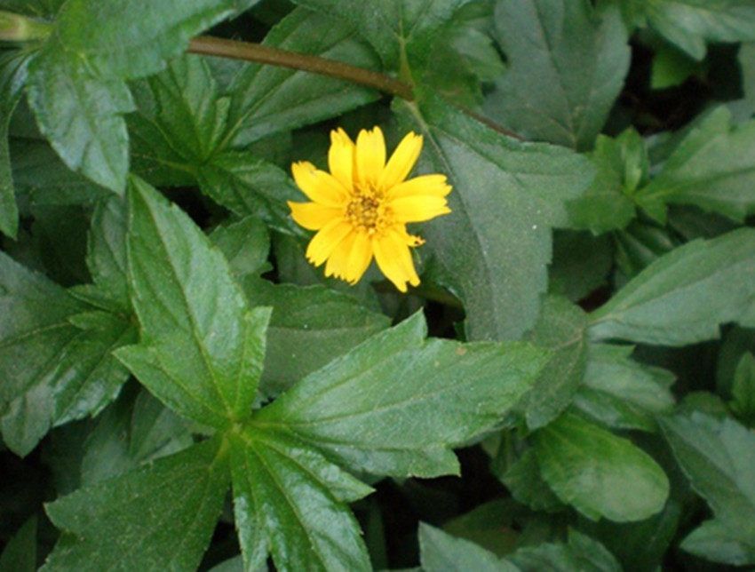 野生新鲜蟛蜞菊 黄花墨菜 黄花龙舌草 田黄菊 卤地菊全草鲜品