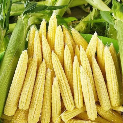 新鲜玉米笋甜小玉米芯苞谷仔嫩穗