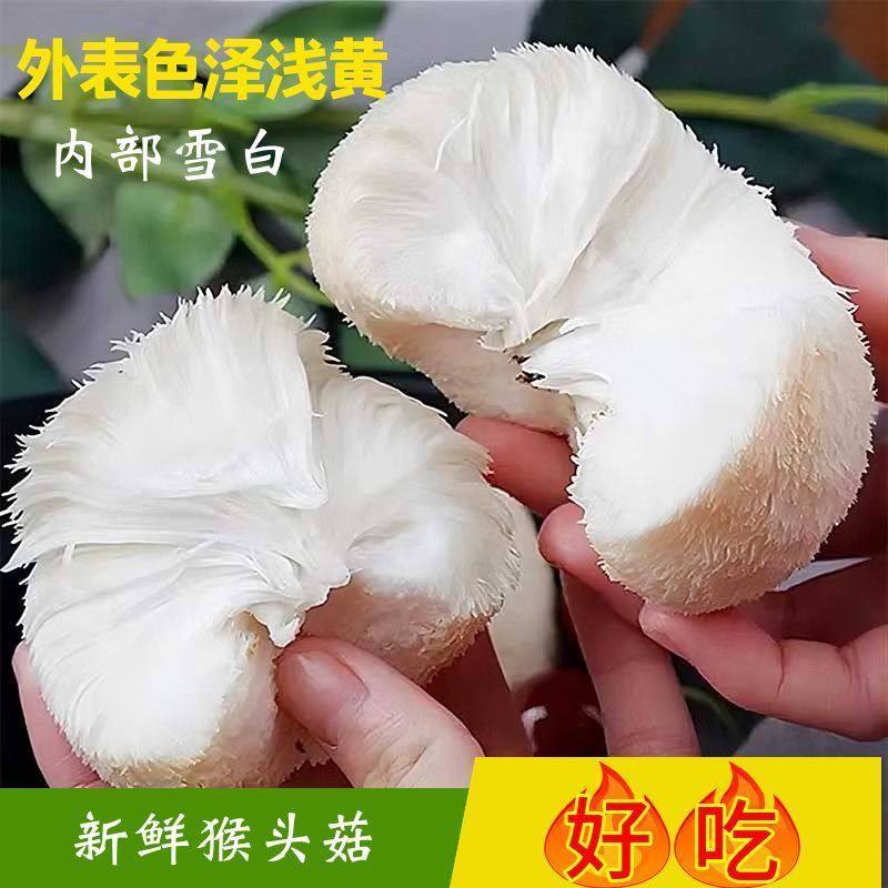 新鲜猴头菇白嫩猴头蘑现采现发猴头菌营养火锅食材猴菇顺丰包邮