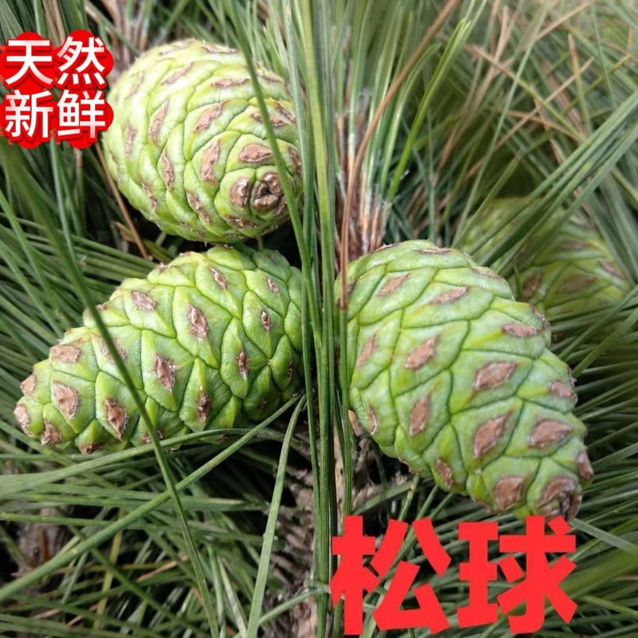 新鲜野生松果泡酒中药材松塔生果子药用青松果绿松球绿壳松包现摘