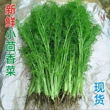 新鲜小茴香菜山东农家自种茴香苗带根蔬菜茴香饺子馅食材荤香包邮