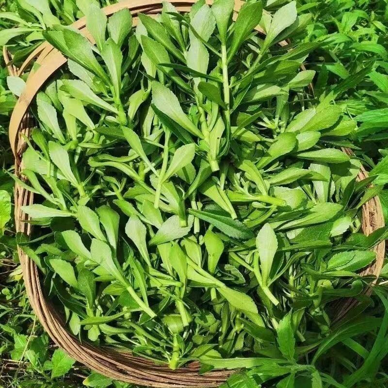 2026年新鲜养心菜嫩头现摘救心菜食用高钙菜费菜景天三七菜包邮