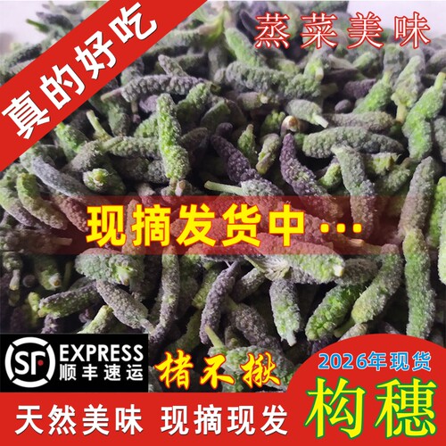 新鲜构穗野菜楮不揪野生构树穗