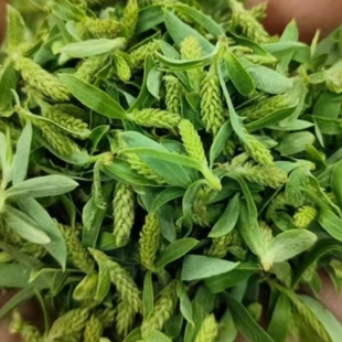 现摘新鲜柳树芽头茬柳尖野菜柳构儿泡茶嫩柳絮春季凉拌柳芽菜包邮