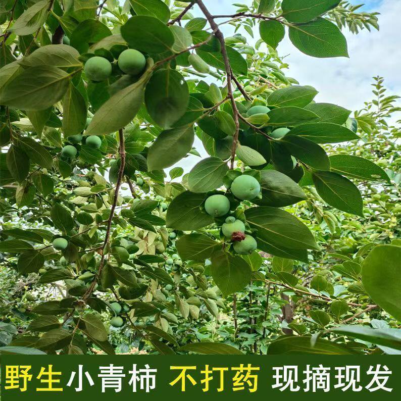 现摘新鲜青柿子河南生柿子青涩柿子做柿染柿漆泡酒用柿子包邮