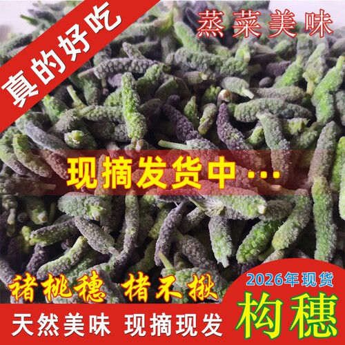 新鲜构穗野菜楮不揪野生构树穗