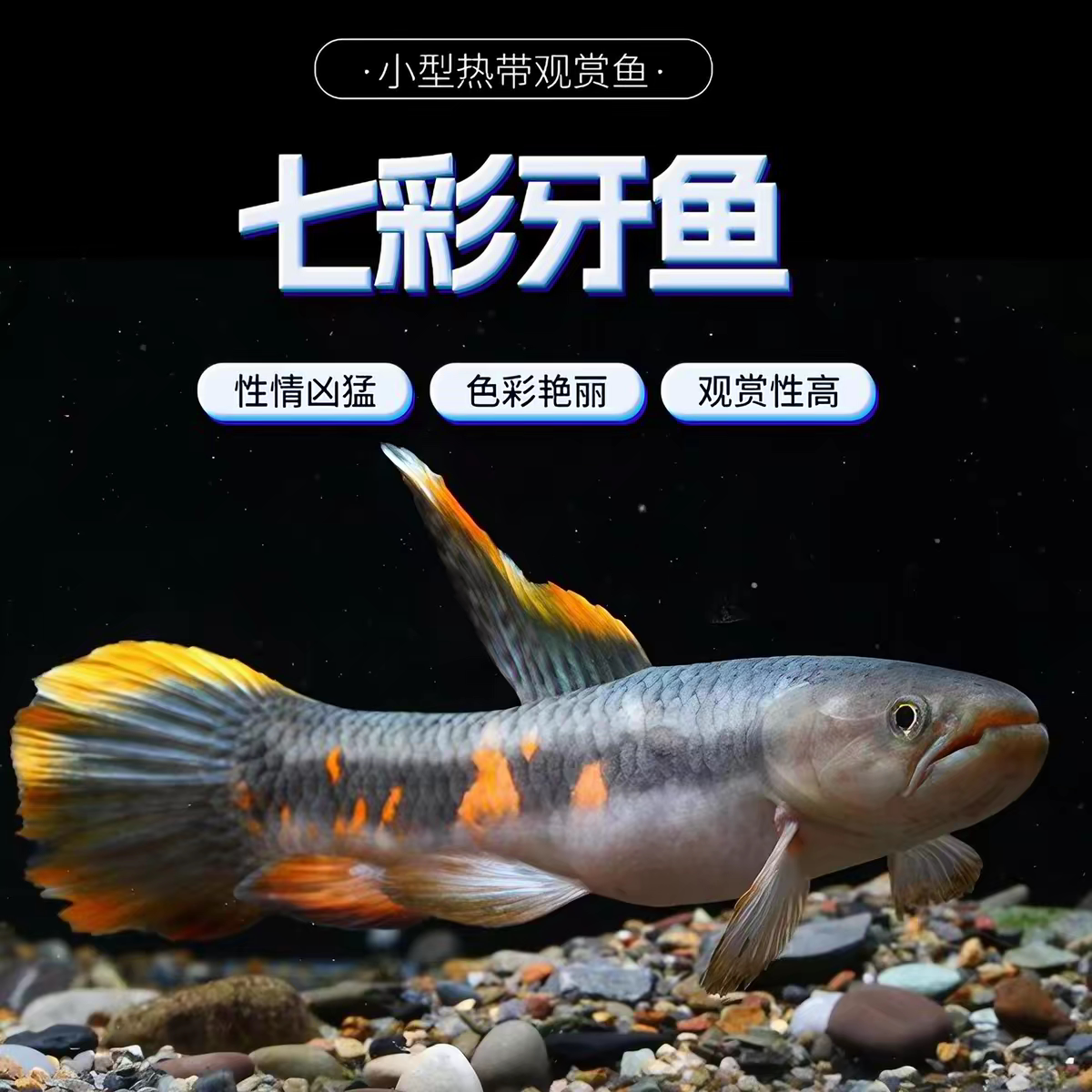 七彩牙鱼活体橙腹牙鱼南美奥黑牙鱼枯木牙鱼黑线加拉辛肉食性猛鱼
